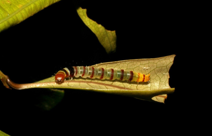 Fig. 12 <i>Dichomeris </i>designatellaDHJ02 (Gelechiidae), último estadio. Los Almendros. Voucher 05-SRNP-22113-DHJ403649.jpg.