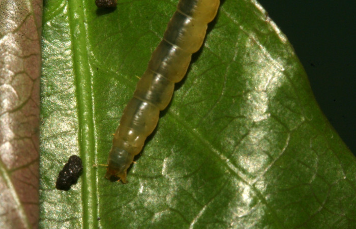 Figura 4. <i>Dichomeris</i> Janzen179 (Gelechiidae), último estadio, posición dorsal, Sector San Cristóbal. Voucher 09-SRNP-783-DHJ450363.jpg.