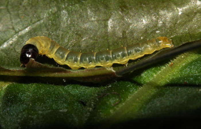 Figura 2. <i>Dichomeris</i> Janzen179 (Gelechiidae), último estadio, posición lateral, Estación Pitilla. Voucher 13-SRNP-30197-DHJ700499.jpg.