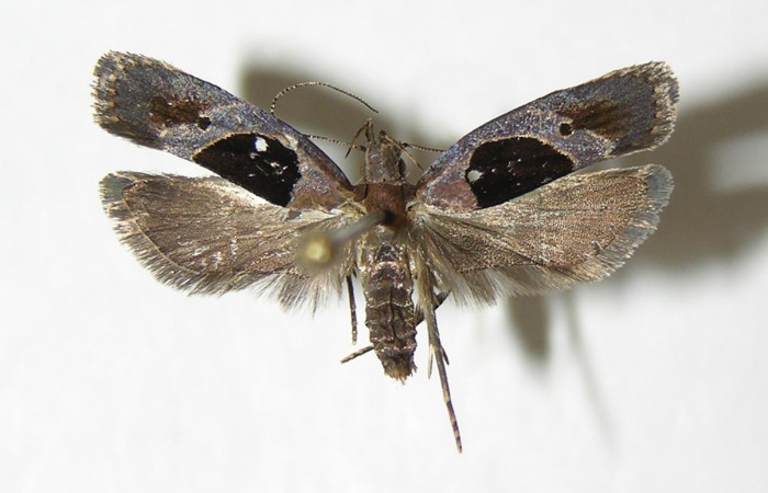 Fig. 13 Adulto de <i>Dichomeris</i> designatellaDHJ02 (Gelechiidae). Voucher 04-SRNP-33420-DHJ342046