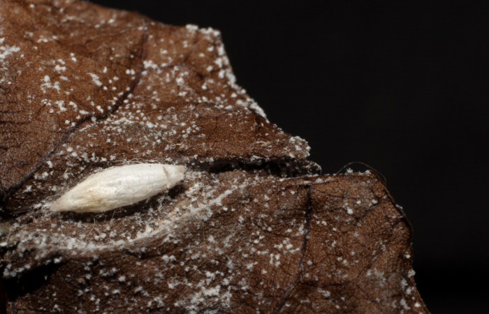 Figura 7. Capullo eclosionado de <i>Apanteles jesusbrenesi</i> (Braconidae), parásito de <i>Dichomeris</i> Janzen179 (Gelechiidae). Voucher 10-SRNP-1156-DHJ495990.jpg.