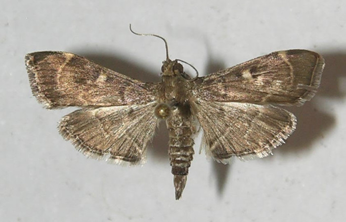  Fig.3 Adulto <i>Herpetogramma salbialis</i> mostrando la parte dorsal, hembra.Voucher: 11-SRNP-55508-DHJ552712.jpg.