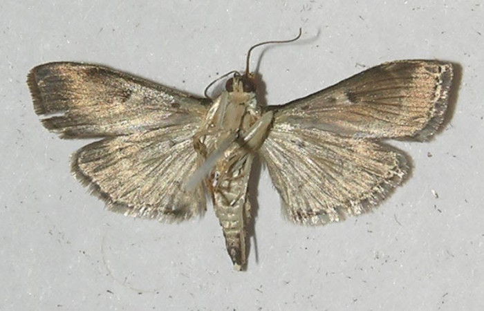  Fig.4 Adulto <i>Herpetogramma salbialis</i> mostrando la parte ventral, hembra.Voucher: 11-SRNP-55508-DHJ552713.jpg.