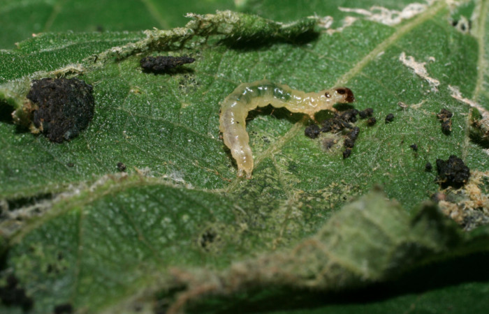 Fig. 8 Larva <i>Herpetogramma salbialis</i> en último estadio, mostrando la parte trasera. Voucher: 09-SRNP-57164-DHJ460579.jpg.