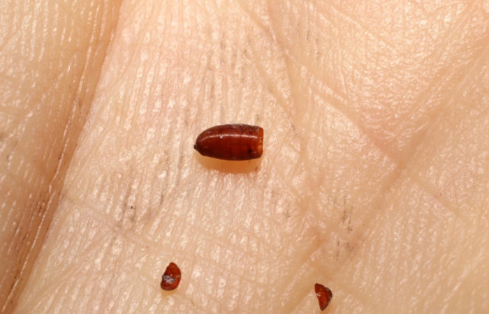 Figura 8. Pupario  eclosionado de mosca <i>Actia</i> Janzen19 (Tachinidae), parásito de <i>Dichomeris</i> Janzen179 (Gelechiidae). Voucher 10-SRNP-1149-DHJ495989.jpg.