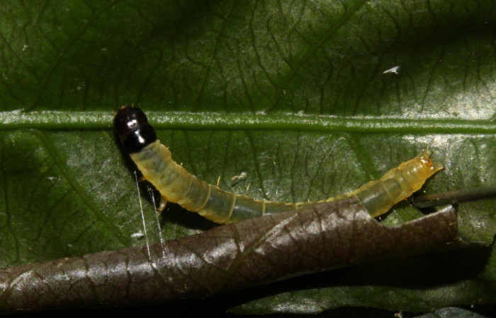 Figura 6. Larva de  <i>Dichomeris</i> Janzen179 (Gelechiidae), trabajando en su rollo, Estación Pitilla. Voucher 13-SRNP-30197-DHJ700494.jpg.
