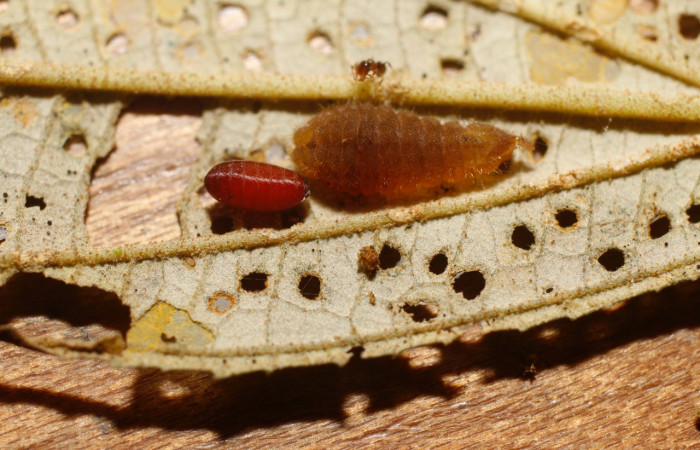 Figura 12. Parásito <i>Pseudosiphona</i>Janzen04 (Tachinidae), pupario y restos del cuerpo de la larva <i>Denivia</i> mavorsDHJ02(Lycaenidae), color café,. Voucher: 14-SRNP-30124-DHJ802122.jpg.  