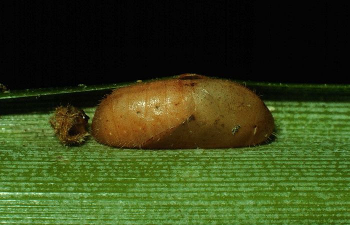 Figura 13. Pupa <i>Strymon megarus</i> (Lycaenidae), color café rojizo, posición lateral, mide 15 mm aproximadamente. Voucher: 92-SRNP-6-DHJ14739.jpg.