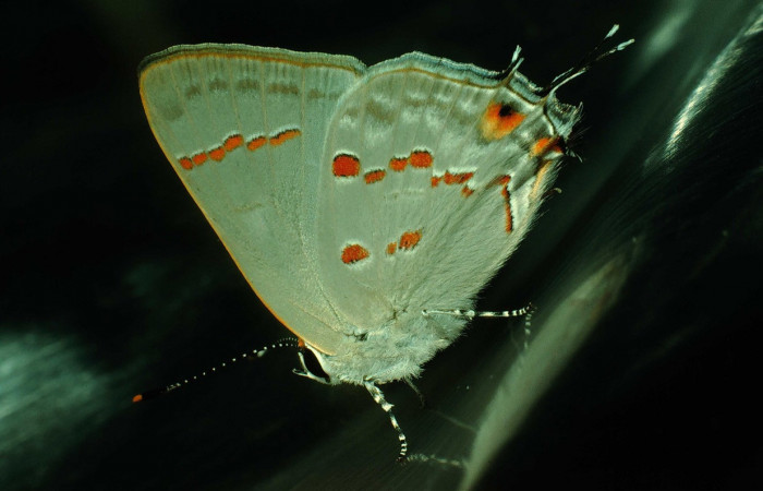 Figura 14. Adulto <i>Strymon megarus</i> (Lycaenidae), posición lateral, mide 24mm. Voucher: 92-SRNP-6-DHJ14728.jpg.