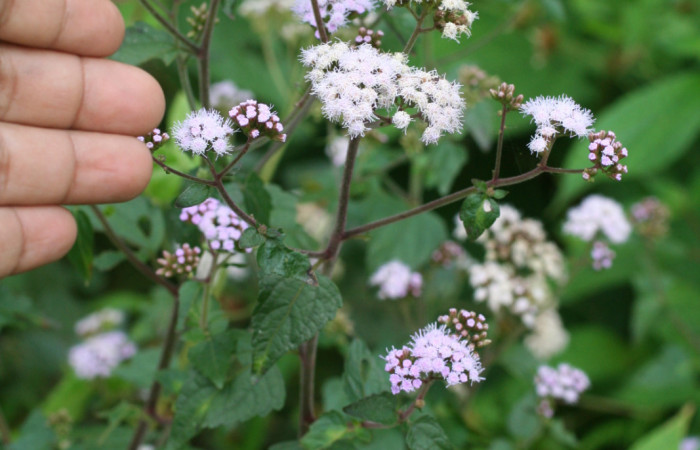 Figura 18. Planta <i>Fleischmannia pycnocephala</i> (Asteraceae), parte enfocada flor. Foto tomada Jorge Hernandez 17Marzo2009. Voucher: BioBot05382-BB022179.JPG.
