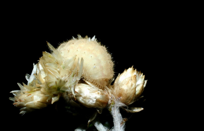 Figura 5. Larva <i>Strymon istapa</i> (Lycaenidae), color crema, posición trasera, último estadio, mide 11 mm aproximadamente. Planta hospedera <i>Fleischmannia pycnocephala</i> (Arecaceae). Voucher: 09-SRNP-35705-DHJ455619.jpg.