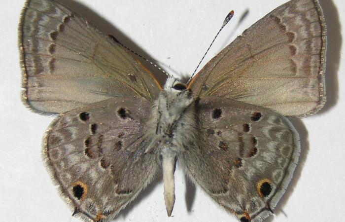 Figura 7. Adulto <i>Strymon istapa</i> (Lycaenidae), posición ventral, mide 23mm. Voucher: 09-SRNP-35705-DHJ513067.