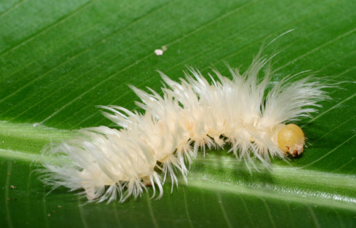 Fig 12. Larva <i>Anycles</i> anthracina, dorsal entero en último estadio, 18 mm de largo Estación Biológica La Perla. Voucher 08-SRNP-56762-DHJ442880.jpg