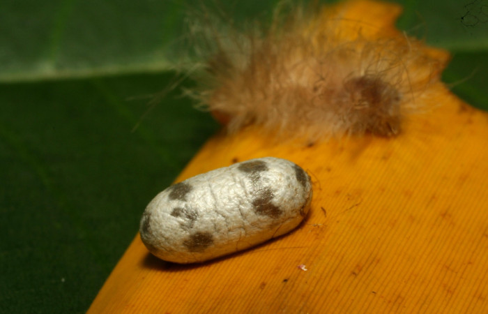 Fig. 10. Capullo de parásito de la familia Ichneumonidae, Casinaria CAS-04/09DHJ01, en larva <i>Anycles adusta</i>, último estadio, 11 mm de largo, Estación Biológica Pitilla. Voucher 10-SRNP-72522-DHJ479569.jpg