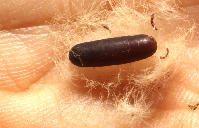 Fig. 11.Prepupa de la larva <i>Anycles adusta</i>, parasitada por  la avispa Diradops de la familia Ichneumonidae. Estación Santa Rosa. Voucher 14-SRNP-75250-DHJ804952.jpg
