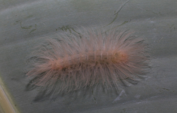 Fig. 2. Larva <i>Anycles adusta</i>, dorsal entero en penúltimo estadio, 20 mm de largo.  Estación Biológica Leiva. Voucher 20-SRNP-80595DHJ755284.jpg.