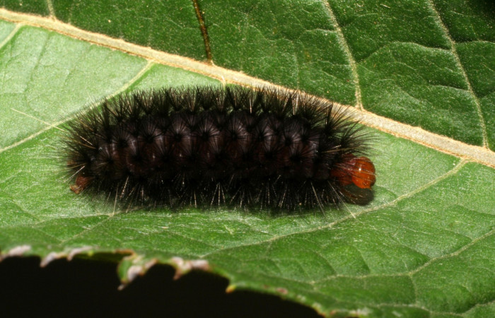 Figura. 9 Larva <i>Elysius discoplaga</i> (Erebidae), posición dorsal entero alimentándose en <i>Lepidaploa patens</i>, (Asteraceae). (00-SRNP-433-DHJ52681.jpg).).