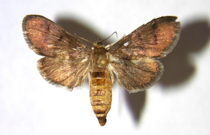 Figura 17. Adulto de <i>Syllepte</i> Solis21 (Crambidae) parte dorsal. Voucher: 00-SRNP-23540-DHJ368570.