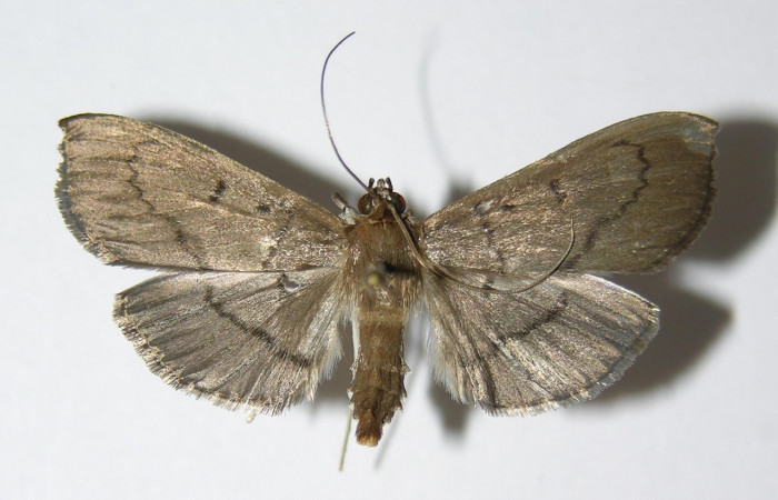 Figura 15. Adulto de <i>Syllepte</i> Solis22 (Crambidae) parte dorsal. Voucher: 05-SRNP-3412-DHJ332762.