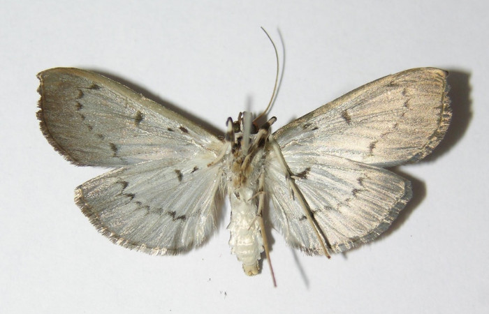 Figura 16. Adulto de <i>Syllepte</i> Solis22 (Crambidae) parte ventral. Voucher: 05-SRNP-3412-DHJ332763.