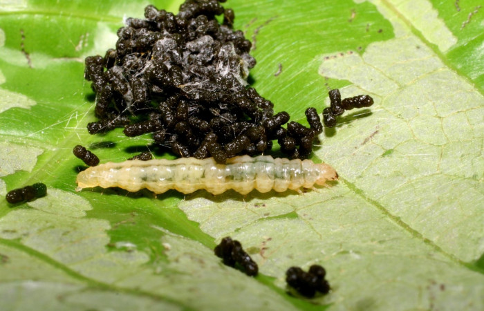 Figura 4. <i>Syllepte</i> Solis21 (Crambidae). Último estadio, parte dorsal. Voucher: 07-SRNP-35615-DHJ420109.jpg.