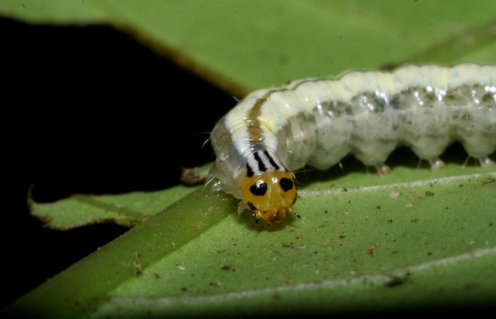 Figura 10. <i>Syllepte</i> Solis22 (Crambidae). Último estadio, parte dorsal. Voucher: 08-SRNP-4827-DHJ437722.jpg.