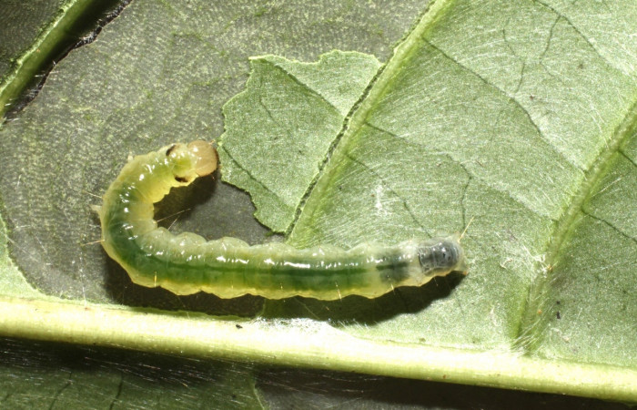 Figura 2. <i>Syllepte</i> Solis21 (Crambidae). Último estadio, parte dorsal. Voucher: 10-SRNP-4272-DHJ474379.jpg.