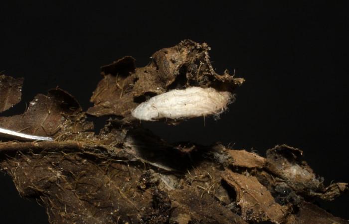 Figura 13. Capullo de <i>Hormius jorgecarvajali</i> (Braconidae) que salió de <i>Syllepte</i> Solis22 (Crambidae). Voucher: 10-SRNP-554-DHJ480195.jpg.