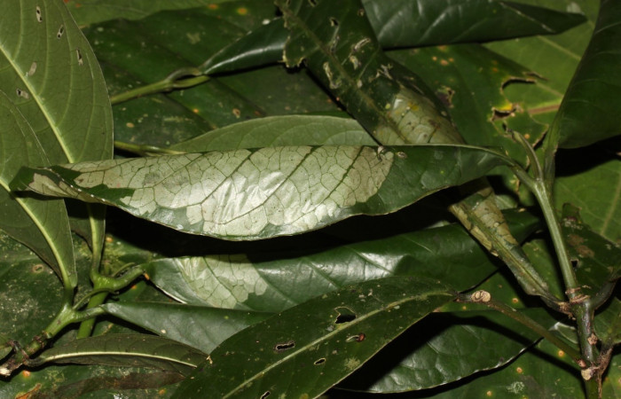 Figura 5. <i>Syllepte</i> Solis21 (Crambidae) en planta hospedera <i>Coussarea caroliana</i> (Rubiaceae). Voucher: 13-SRNP-31469-DHJ701789.jpg.