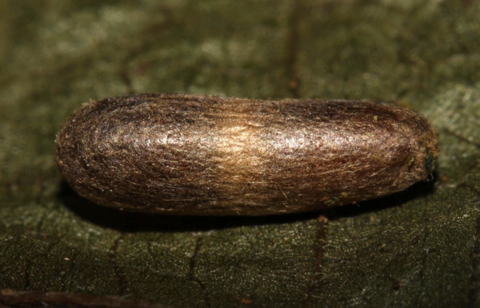 Figura 14. Capullo de <i>Eiphosoma</i> macrumDHJ08 (Ichneumonidae) que salió de <i>Syllepte</i> Solis22 (Crambidae). Voucher: 13-SRNP-31608-DHJ701933.jpg.