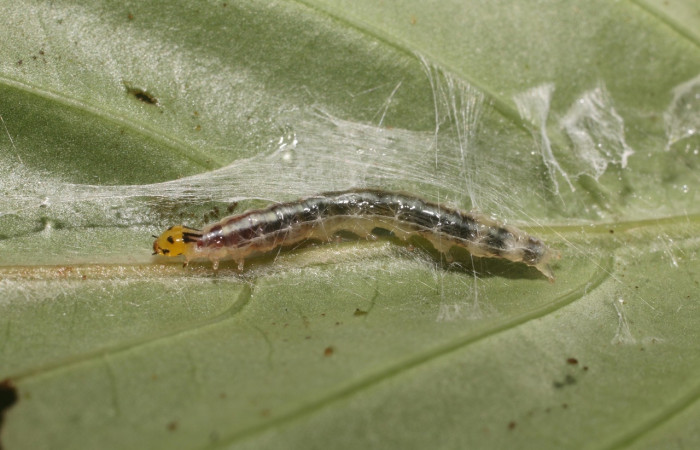 Figura 1. <i>Syllepte</i> Solis22 (Crambidae). Penúltimo estadio, parte lateral. Voucher: 18-SRNP-80595-DHJ715234.jpg.