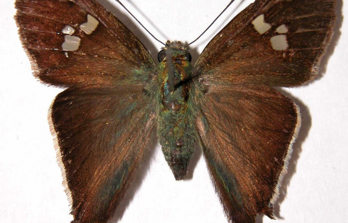 Figura 9. Adulto de <i>Polythrix auginus</i> (Hesperiidae). Vista dorsal. Voucher, 00-SRNP-21098-DHJ39768.