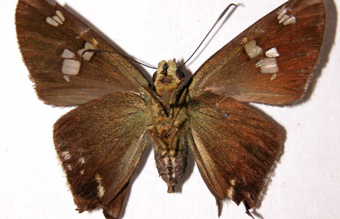 Figura 10. Adulto de <i>Polythrix auginus</i> (Hesperiidae). Vista ventral, Voucher, 00-SRNP-21099-DHJ39767.