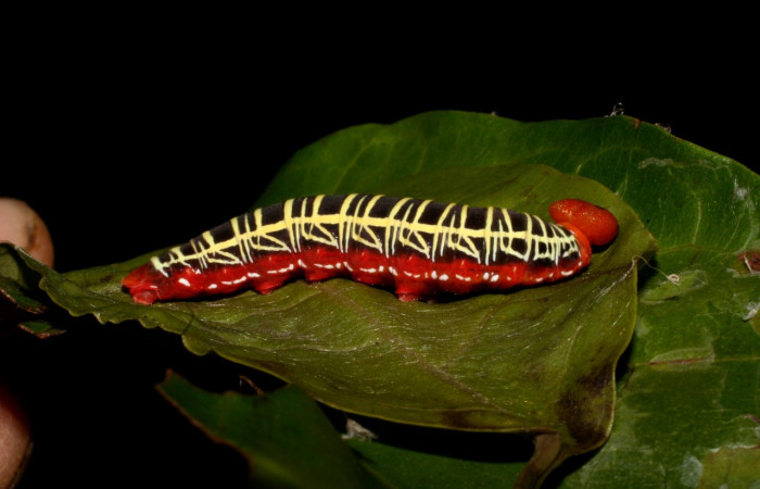 Figura 13. <i>Polythrix caunus</i> (Hesperiidae). Vista Lateral derecho. Voucher 05-SRNP-41335-DHJ406945.