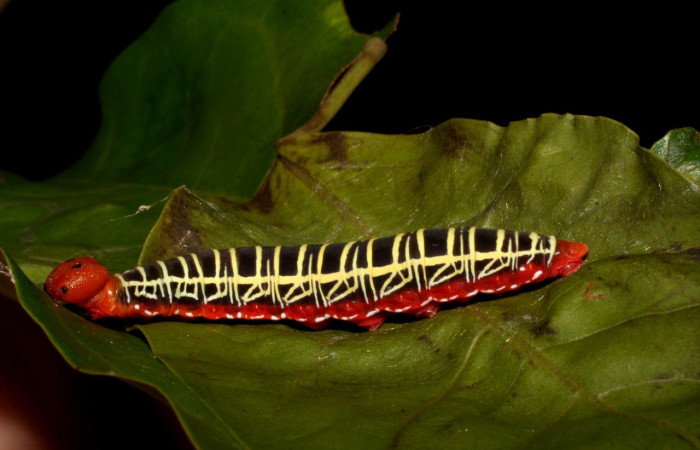 Figura 14. <i>Polythrix caunus</i> (Hesperiidae). Vista lateral izquierdo, Colectada en, Sector Santa Rosa. Voucher, 05-SRNP-41335-DHJ406946.