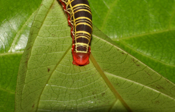 Figura 3. <i>Polythrix auginus</i> (Hesperiidae). Vista de la cola, en último estadio, midió 36mm,  colectada en Sector Brasilia, el 4/20/2007. Voucher07-SRNP-65115-DHJ429269.