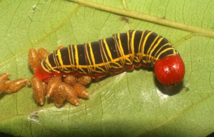 Figura 18. Capullos de parásitos puestos en <i>Polythrix caunus</i> (Hesperiidae). Vista lateral Voucher, 08-SRNP-2601-DHJ437293.