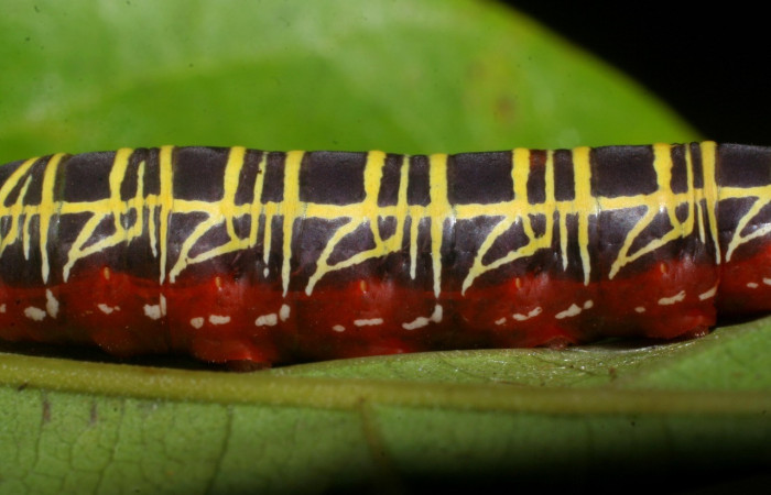 Figura 5. <i> Polythrix auginus</i> (Hesperiidae). Detalle central, en úlltimo estadio, midió 36mm, colectada en Sector Brasilia, el 08-SRNP-5805-DHJ444709.