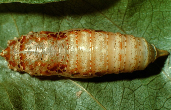 Figura 16. Pupa de <i>Polythrix caunus</i>, (Hesperiidae). Vista dorsal Voucher, 95-SRNP-5513-DHJ23800.