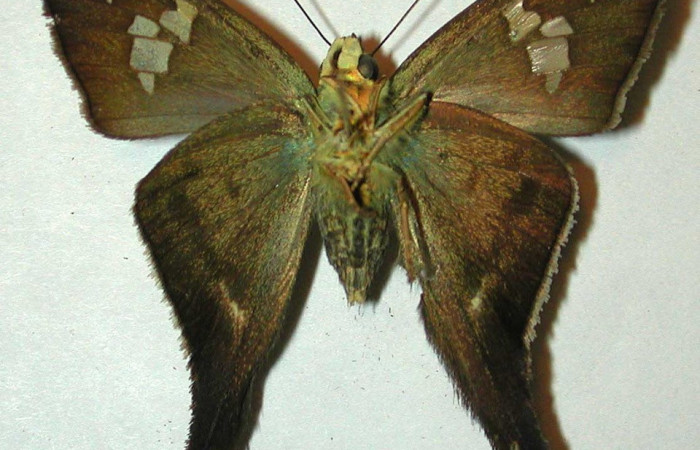 Figura 21. Adulto de <i>Polythrix auginus</i> (Hesperiidae). Vista ventral, Voucher, 00-SRNP-21098-DHJ39769.