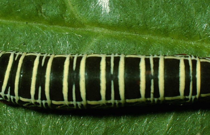 Figura 12.<i>Polythrix caunus</i> (Hesperiidae). Detalle central. Voucher 95-SRNP-6392-DHJ23980.