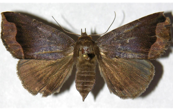 Figura 1. Adulto de <i>Bendisodes</i> Poole02 (Erebidae), vista dorsal, localidad Río Blanco Abajo Sector San Cristóbal ACG (500m). Voucher: 03-SRNP-7388-DHJ320212.jpg.