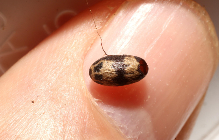 Figura 14. Restos de capullo de parásito <i>Charops</i> GauldADHJ06 (Ichneumonidae) que ataca <i>Bendisodes</i> Poole02 (Erebidae), localidad San Lucas Sector Rincón Rain Forest ACG (320m). Voucher: 11-SRNP-40315-DHJ800744.jpg.