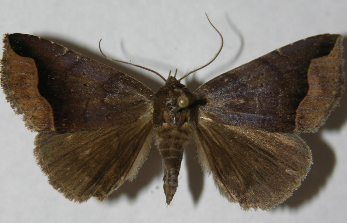 Figura 7. Adulto de <i>Bendisodes</i> Poole02 (Erebidae), vista dorsal, localidad Sendero Laguna Sector Pitilla ACG (680m). Voucher: 12-SRNP-30597-DHJ597842.jpg.