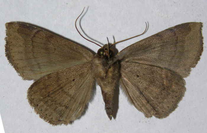 Figura 8. Adulto de <i>Bendisodes</i> Poole02 (Erebidae), vista ventral, localidad Sendero Laguna Sector Pitilla ACG (680m). Voucher: 12-SRNP-30597-DHJ597843.jpg.