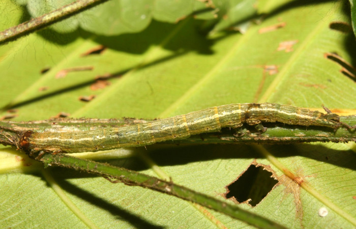 Figura 2. Larva <i>Bendisodes</i> Poole02 (Erebidae), penúltimo estadío (PU) vista lateral, localidad Leonel Estación Biológica Quica, Sector Pitilla ACG (510m). Voucher: 13-SRNP-71916-DHJ703579.jpg.
