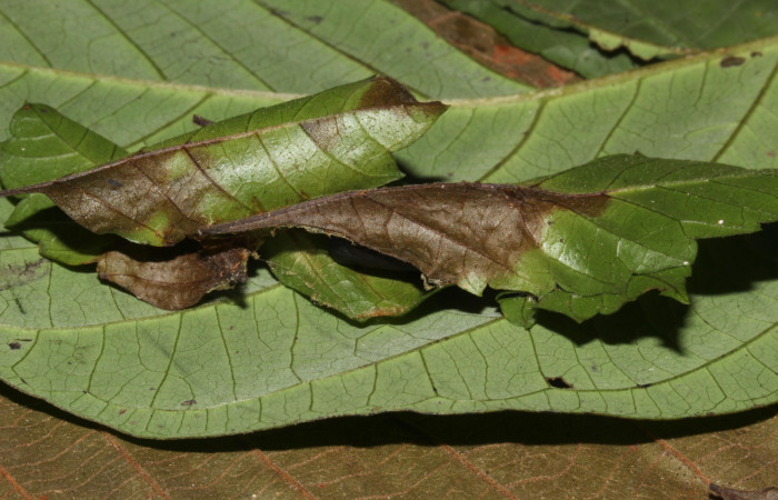 Figura 5. Habitad de pupa de <i>Bendisodes</i> Poole02 (Erebidae), localidad Sendero Cuestona Sector Pitilla ACG (640m). Voucher: 18-SRNP-31477-DHJ746394.jpg.