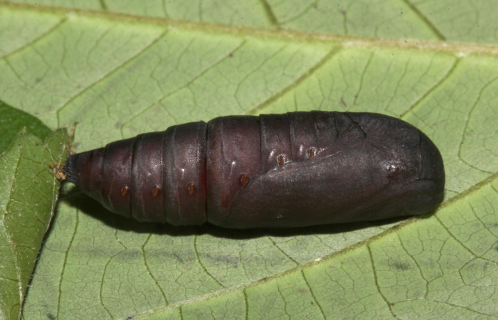 Figura 6. Pupa de <i>Bendisodes</i> Poole02 (Erebidae), vista lateral, localidad Sendero Cuestona Sector Pitilla ACG (640m). Voucher: 18-SRNP-31477-DHJ746396.jpg.