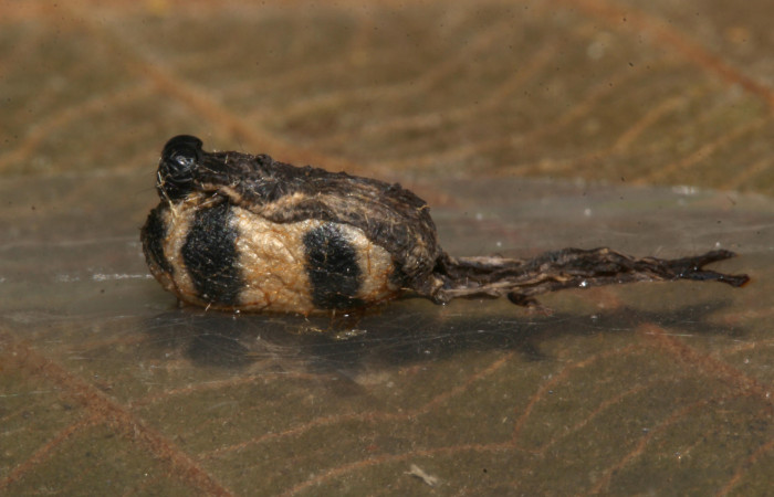 Figura 11. Capullo de parásito <i>Hyposoter</i> Janzen5302 (Ichneumonidae) que ataca <i>Bendisodes</i> Poole02 (Erebidae), localidad Sendero Laguna Sector Pitilla ACG (680m). Voucher: 18-SRNP-31507-DHJ746408.jpg.