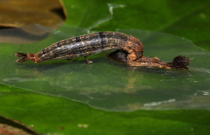 Figura 13. Capullo de parásito <i>Aleiodes henryhowdeni</i> (Braconidae) que ataca <i>Bendisodes</i> Poole02 (Erebidae), localidad Estación Biológica Pitilla Sector Pitilla ACG (675m). Voucher: 18-SRNP-31509-DHJ746335.jpg.